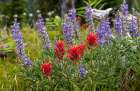 Indian paintbrush and lupine wildflowers in the Stillwater State Forest near Whitefish, Montana. Art Print